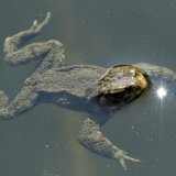 En Suisse, 79 % des amphibiens figurent sur la liste rouge des espèces menacées (archives). KEYSTONE/STEFFEN SCHMIDT